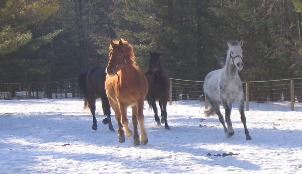 Horse in Winter 2