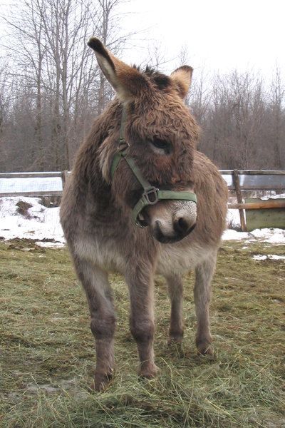 Cute Donkey 4