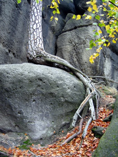 tree root on the rocks
