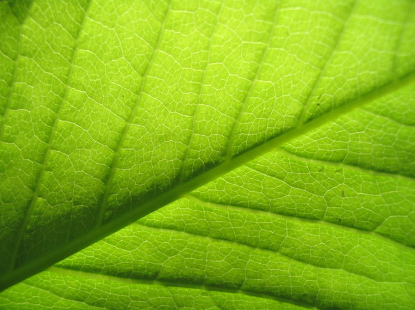A study in the leaf 1