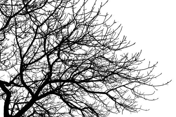 Branches 2