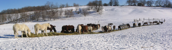 Horses eating in winter (Panor