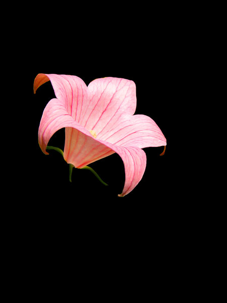 Pink Lily -- Black Background