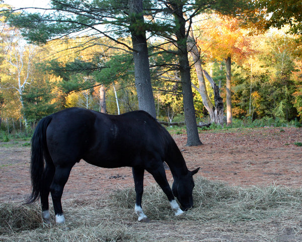 Autumn Horses 3