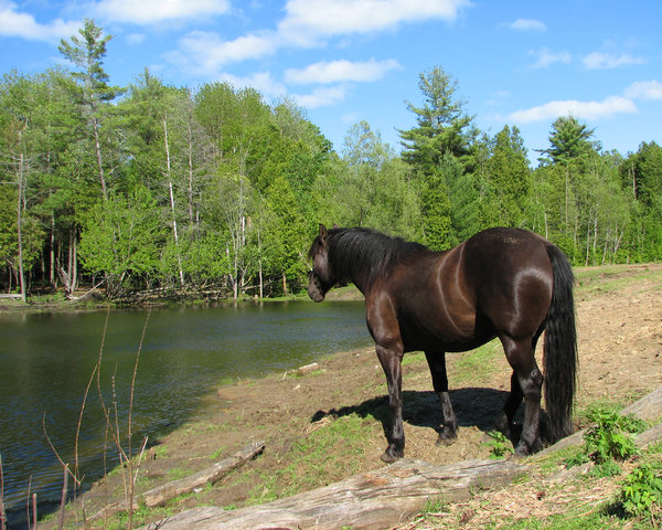 Horse & Pond