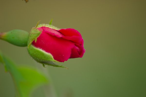 single young rose