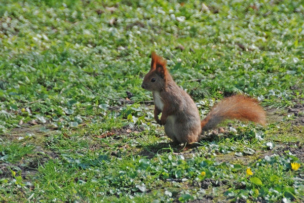 Red squirrel 1
