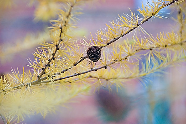 Larch at winter 1