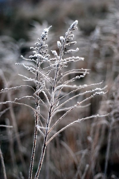 Frozen weeds