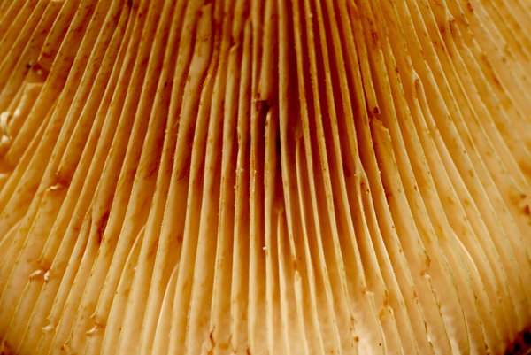 Gills of fungus texture