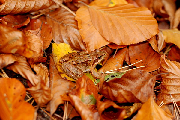 Frog in autumn forest 2
