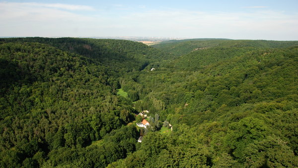 Forrest landscape of Harz Moun