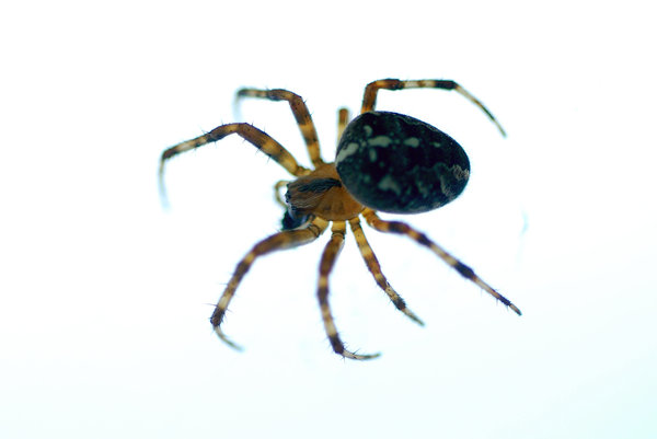 Orb-weaver spider 2