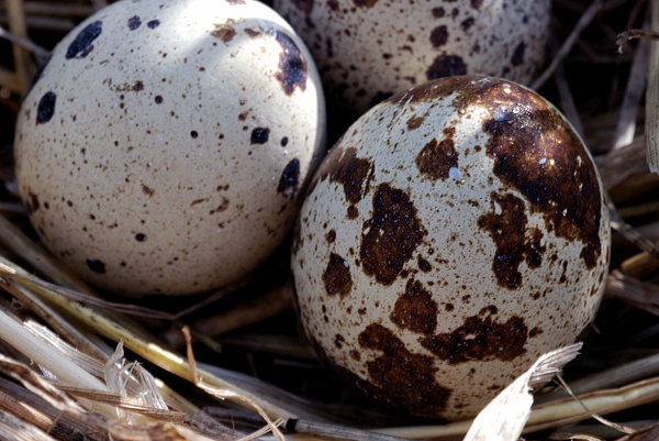 Egg of quail