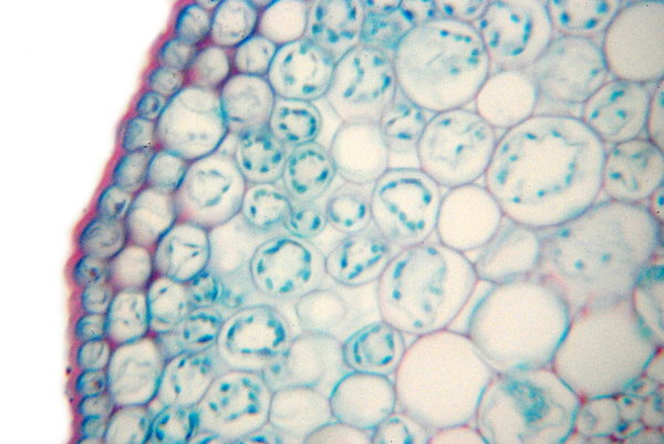 Jasmine microscopic view of le