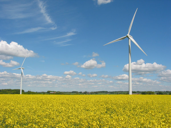 wind mills and yellow field 3
