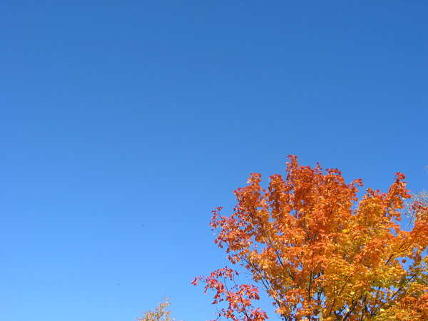 autumn leaves and blue sky 3