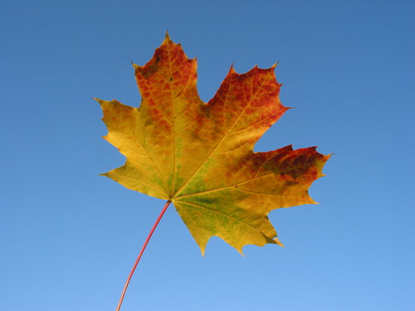 autumn leaves and blue sky 5