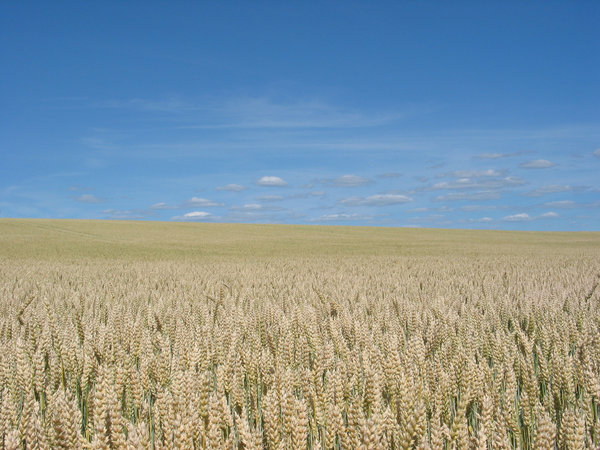 wheat field 4