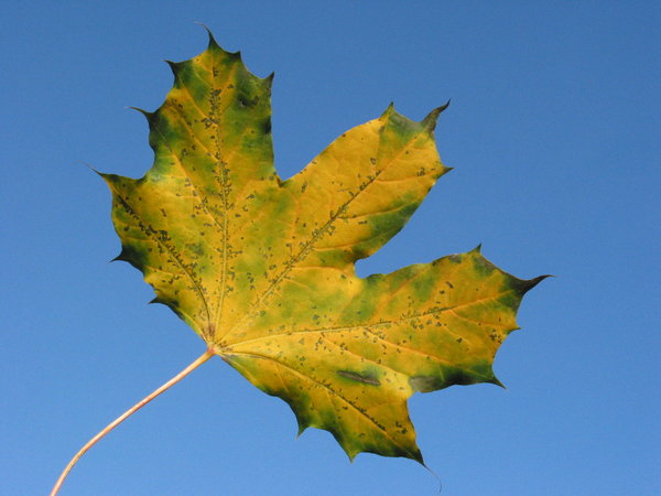 Late autumn maple 1