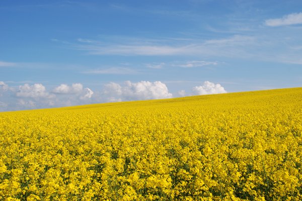 Yellow fields 1
