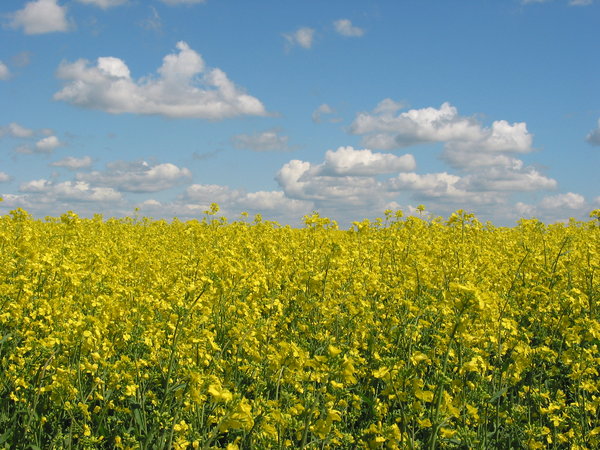 yellow field blue sky