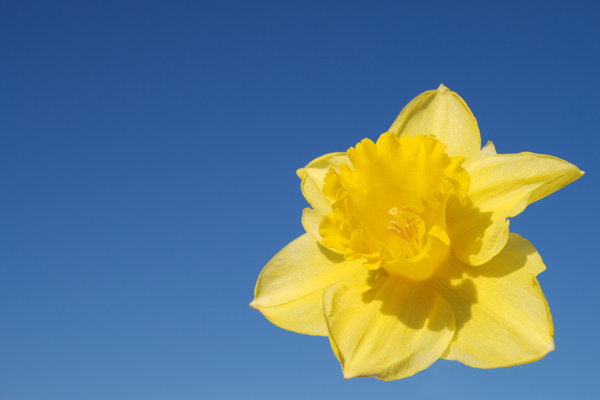 Wild daffodil 1