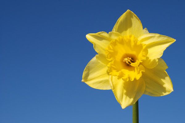 Wild daffodil 3