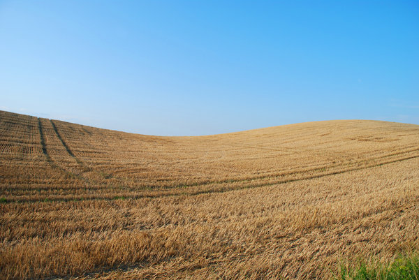 Reaped Wheat Field