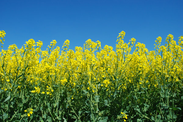 Yellow field and blue sky