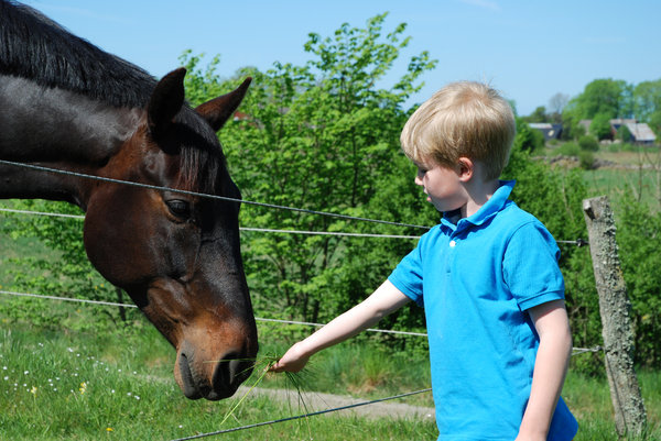 Boy and Horse 1