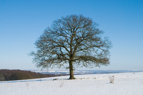 Solitary Tree February