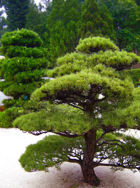 Japanese tree 1