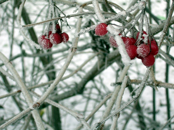 Frozen Berries 1
