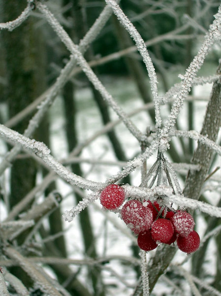 Frozen Berries 2