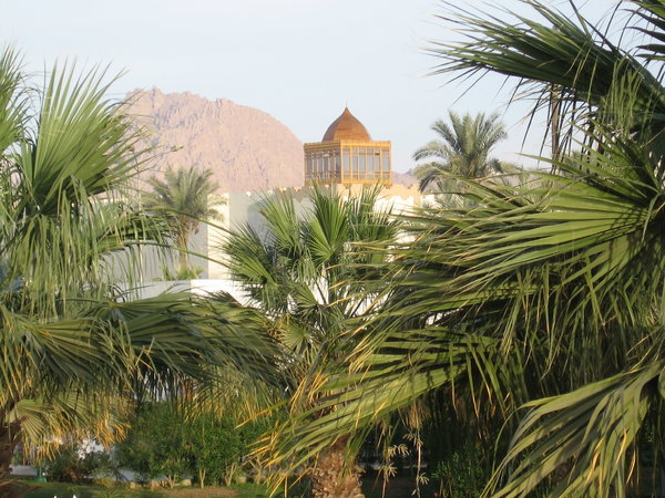 Palms and Mosque