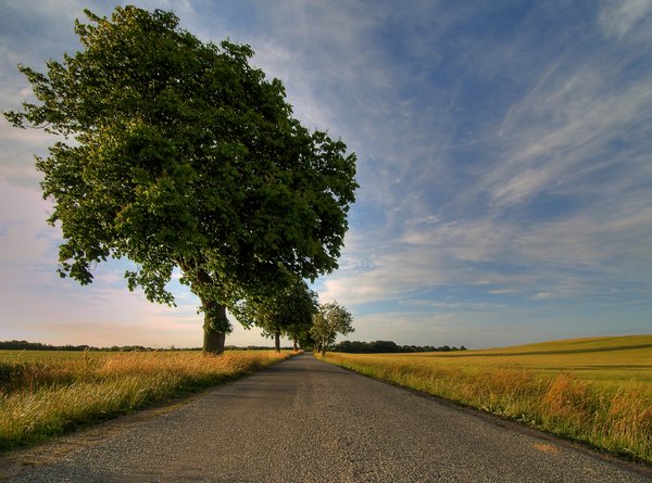 Road, crop and tree - HDR