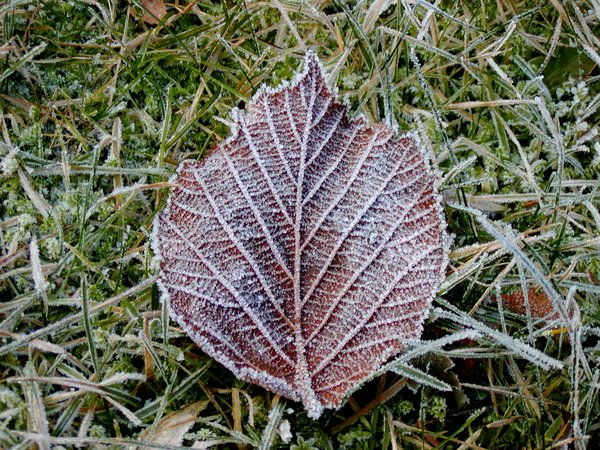 Frostly leaf