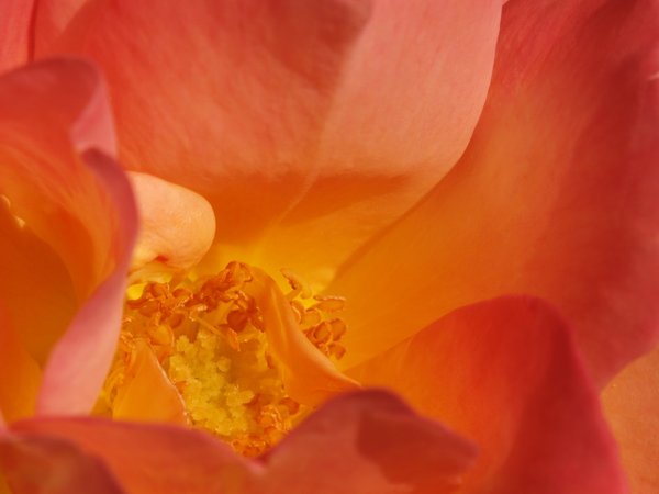 Close up on rose