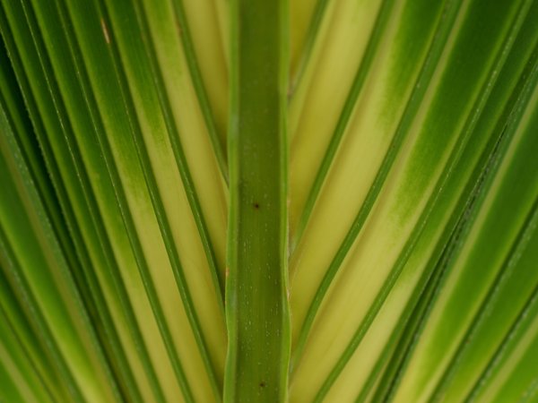 Texture - Leaf