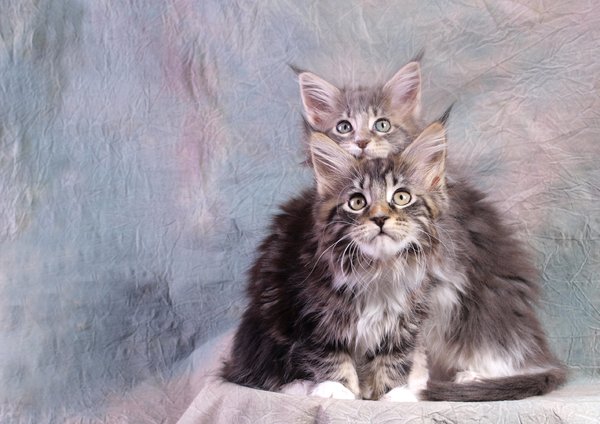 Maine coons kittens