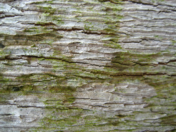 bark and moss