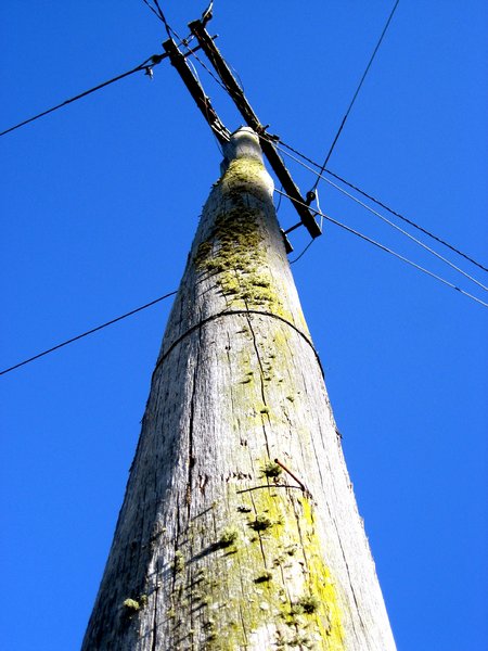 mossy telegraph pole