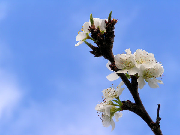 plum tree blossom in spring