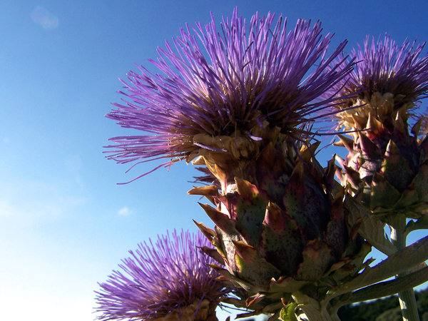 Thistle like blooms