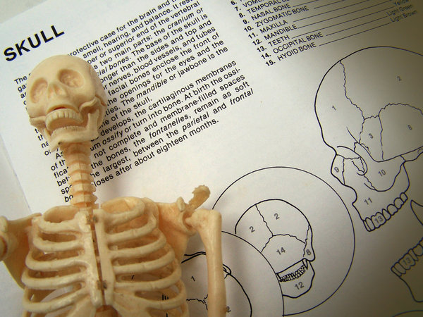 Skeleton Study 2