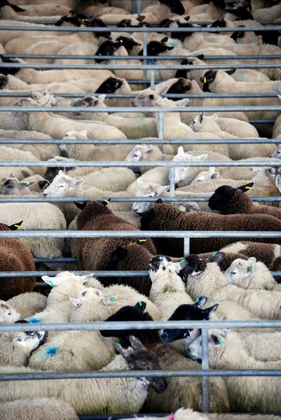 segregated sheep