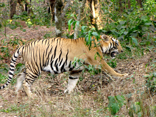 Tiger taking a stroll