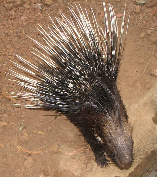 Ruffled Porcupine
