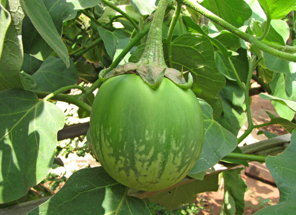 Green Brinjal/ Eggplant